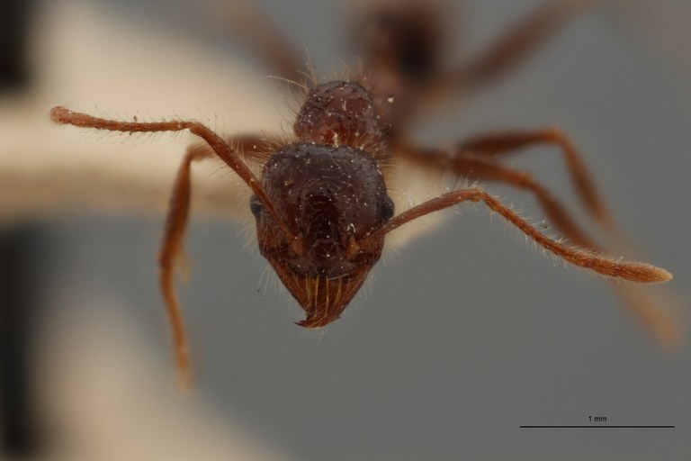 TYPFORM0062 Pheidole sykesii  Frontal ZS PMax.jpg
