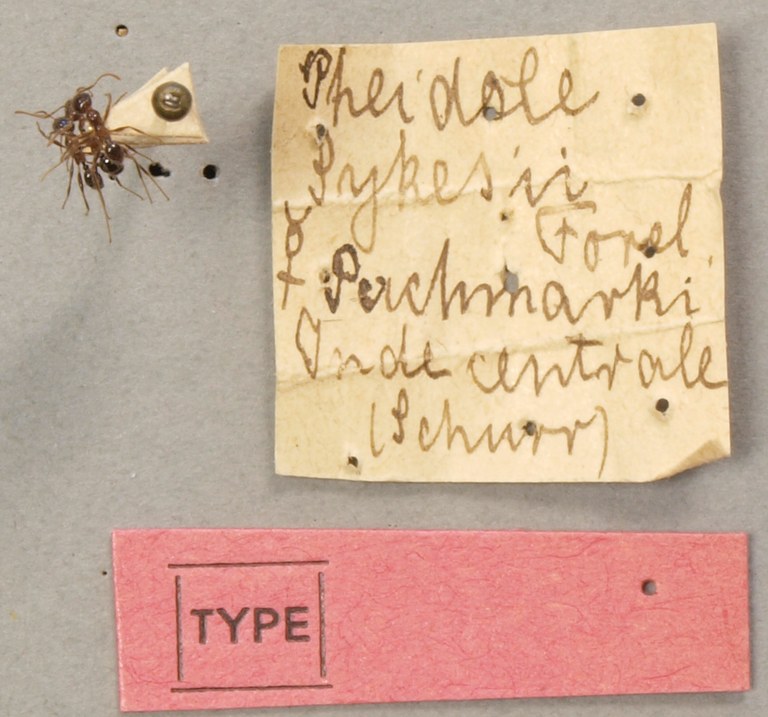 TYPFORM0062 Pheidole sykesii Labels.JPG TYPFORM0062 Pheidole sykesii Labels.JPG