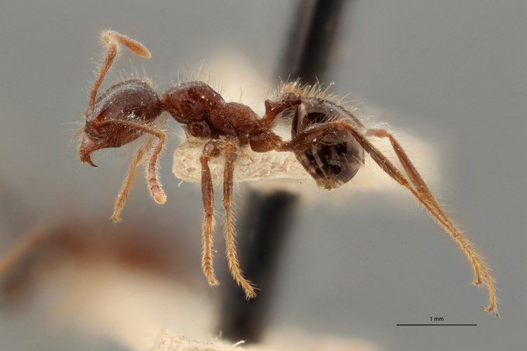 TYPFORM0062 Pheidole sykesii Lateral ZS PMax.jpg
