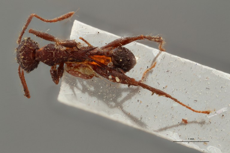 TYPFORM0053 Pheidole ursus var. gracilinoda Dorsal ZS PMax.jpg