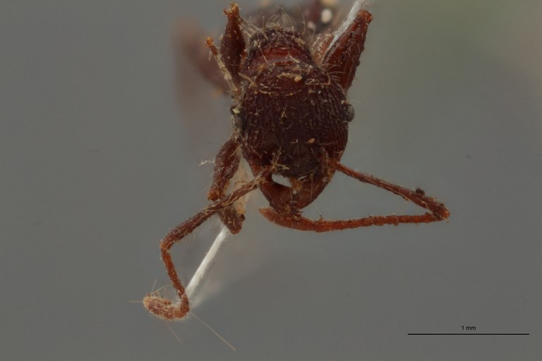 TYPFORM0053 Pheidole ursus var. gracilinoda Frontal ZS PMax.jpg