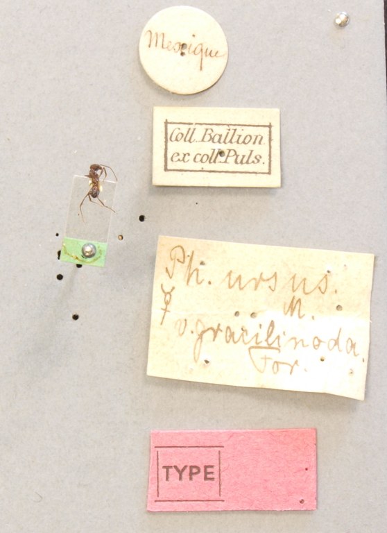 TYPFORM0053 Pheidole ursus var. gracilinoda Labels.JPG