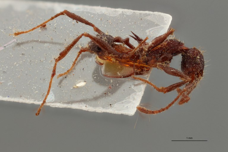 TYPFORM0053 Pheidole ursus var. gracilinoda Lateral ZS PMax.jpg