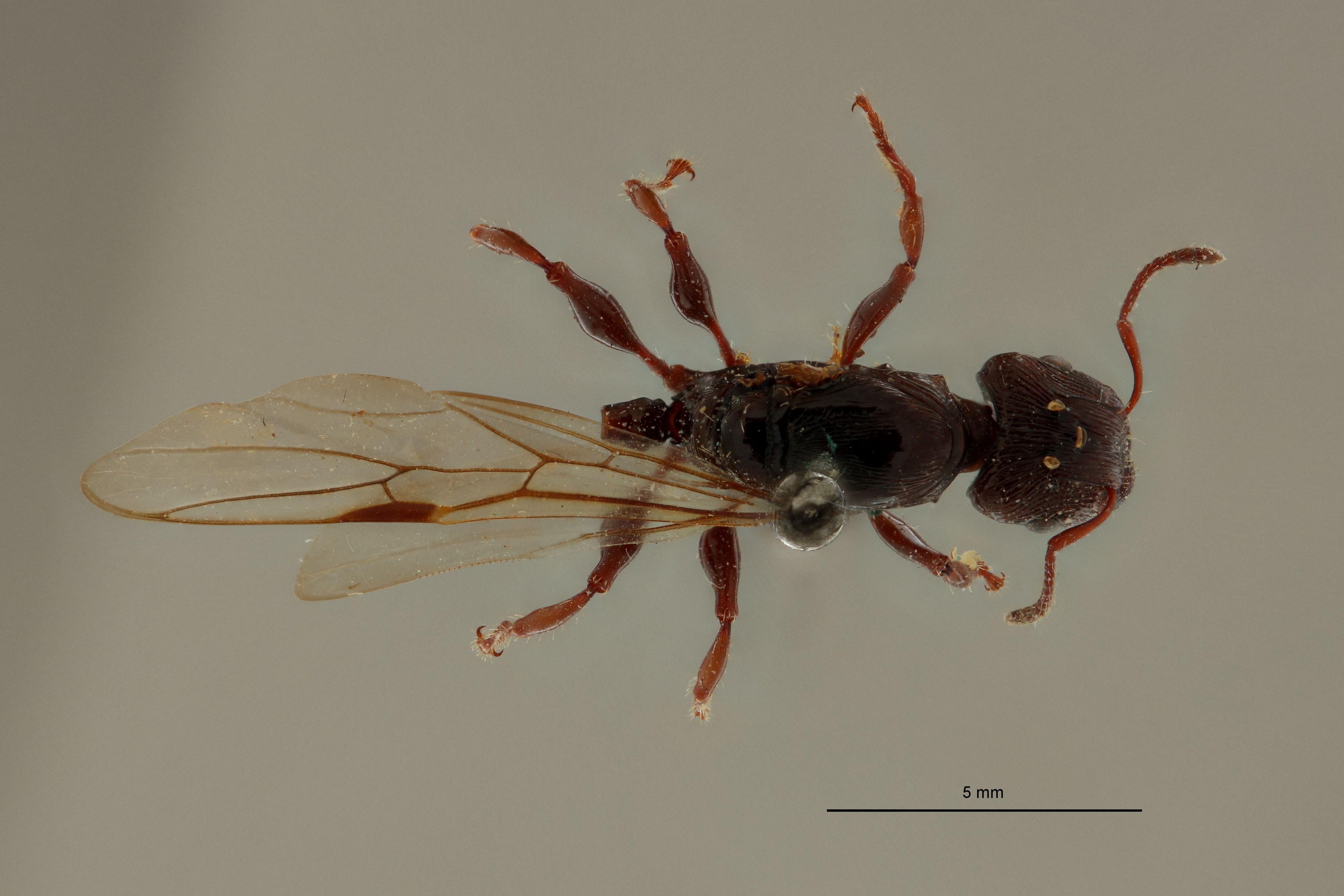 Podomyrma vidua t D.jpg