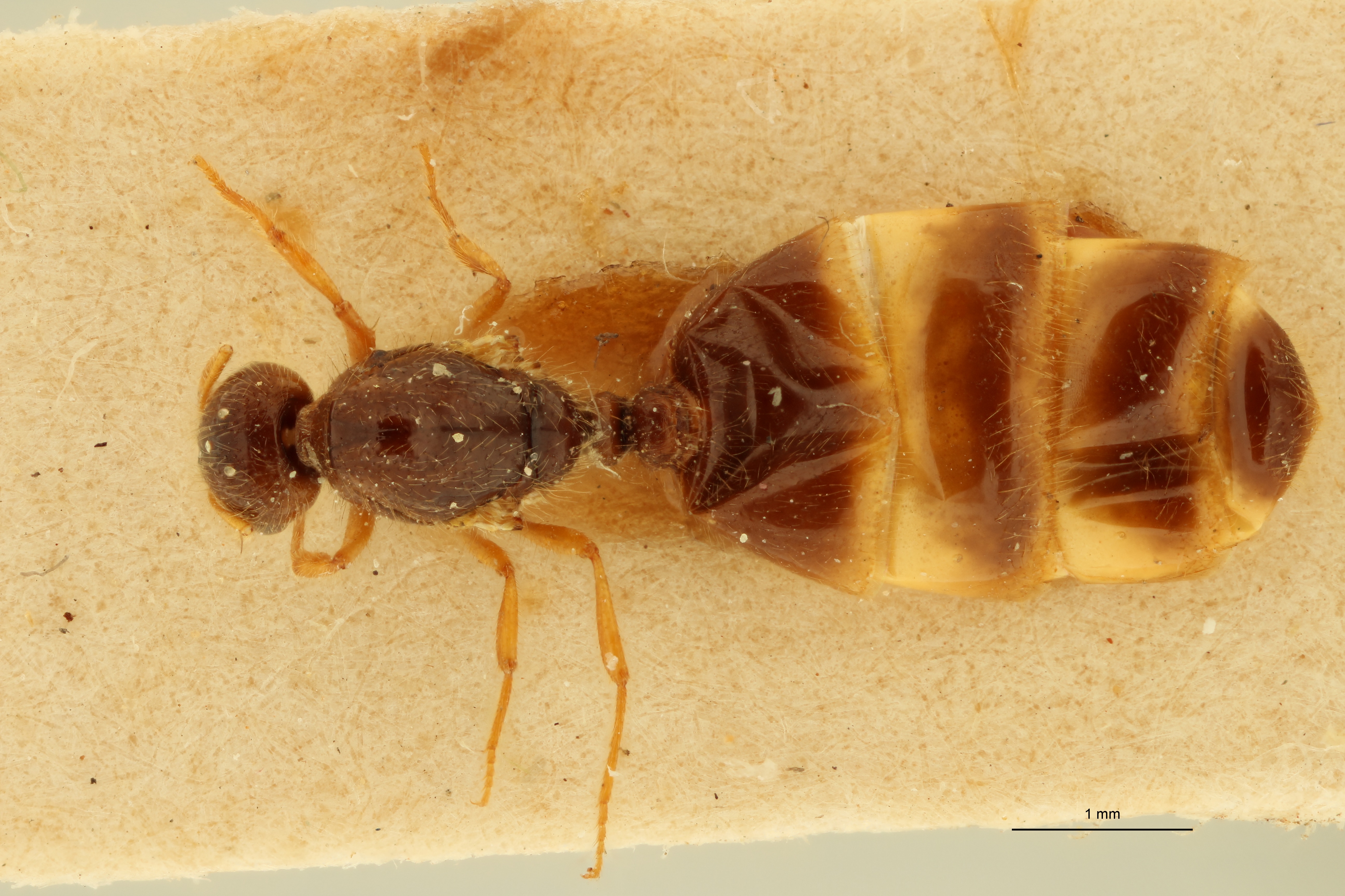 Solenopsis cypridis D.jpg