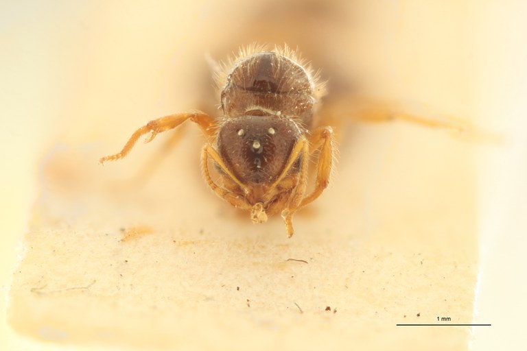 Solenopsis cypridis F.jpg Solenopsis cypridis F.jpg