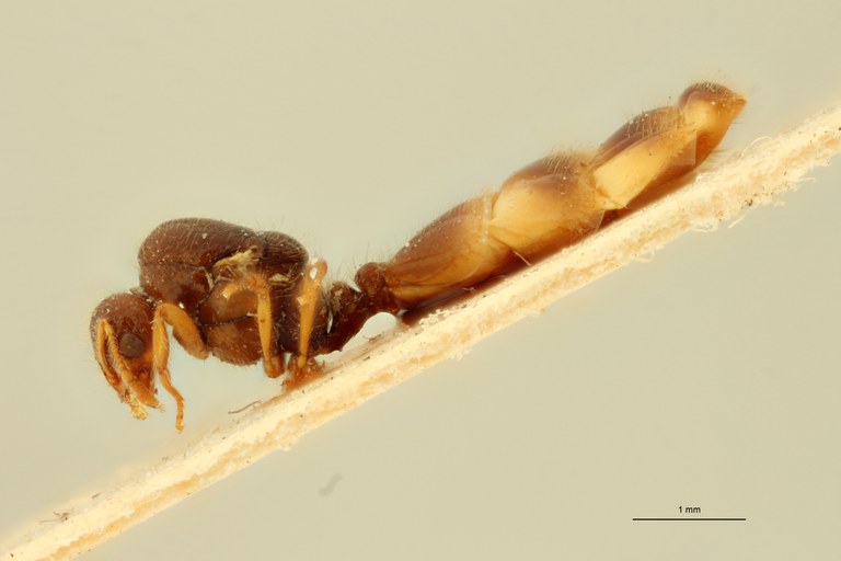 Solenopsis cypridis L.jpg Solenopsis cypridis L.jpg