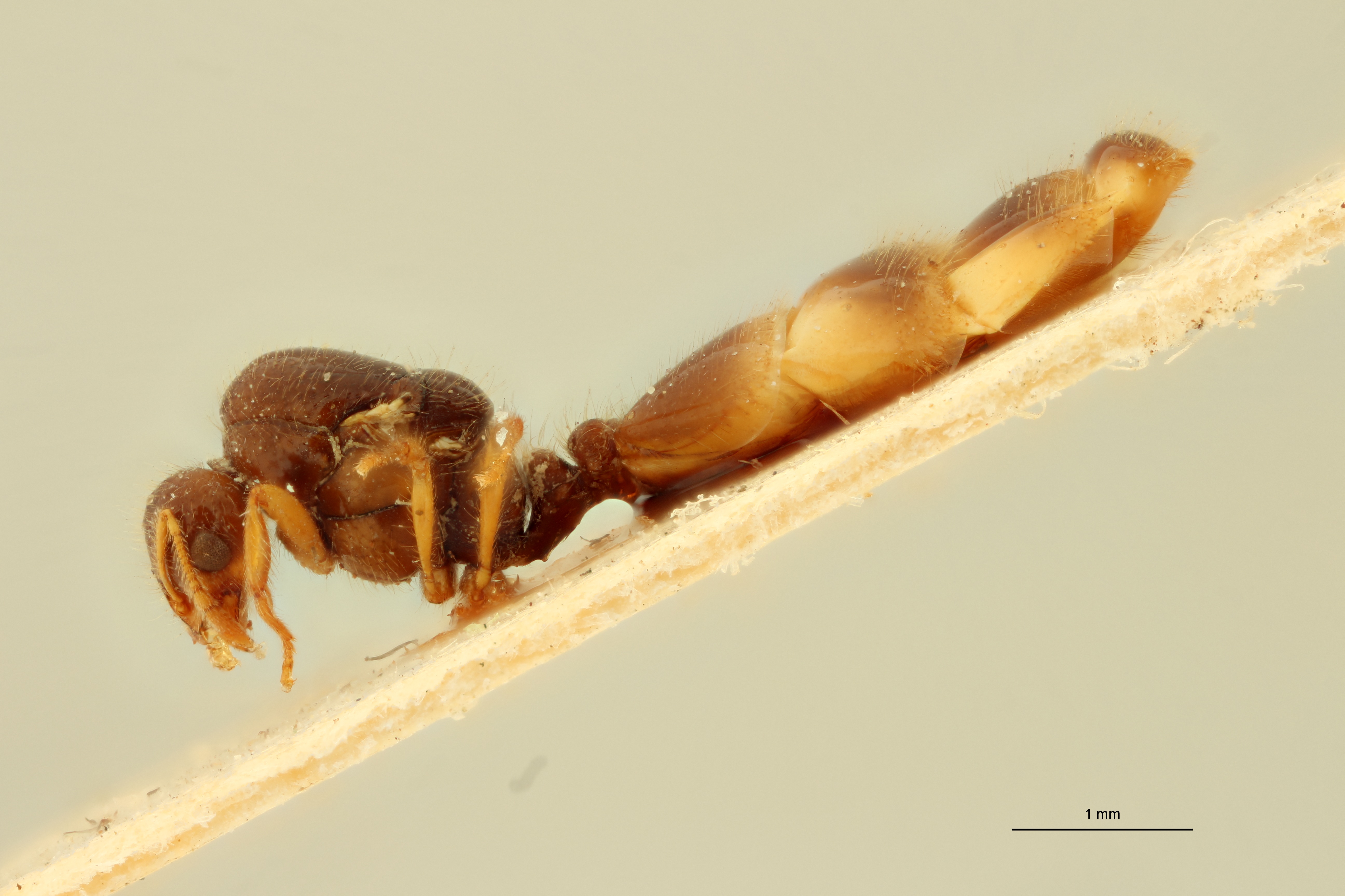 Solenopsis cypridis L.jpg