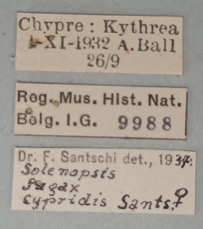 Solenopsis cypridis Labels.jpg Solenopsis cypridis Labels.jpg