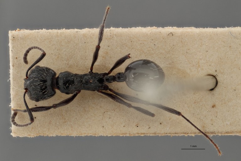 B044 Stenamma (Aphaenogaster) sagei Dorsal ZS PMax.jpg B044 Stenamma (Aphaenogaster) sagei Dorsal ZS PMax.jpg