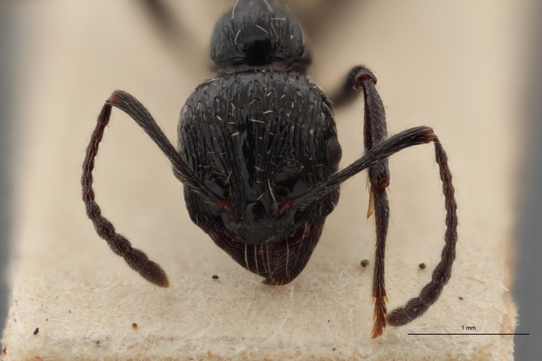 B044 Stenamma (Aphaenogaster) sagei Frontal ZS PMax.jpg B044 Stenamma (Aphaenogaster) sagei Frontal ZS PMax.jpg