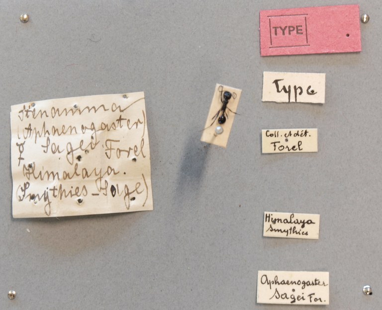 B044 Stenamma (Aphaenogaster) sagei Labels.JPG B044 Stenamma (Aphaenogaster) sagei Labels.JPG