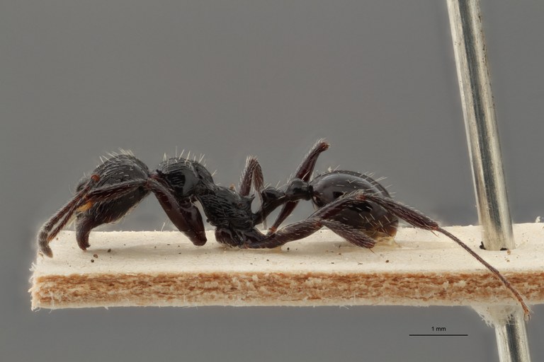 B044 Stenamma (Aphaenogaster) sagei Lateral ZS PMax.jpg B044 Stenamma (Aphaenogaster) sagei Lateral ZS PMax.jpg