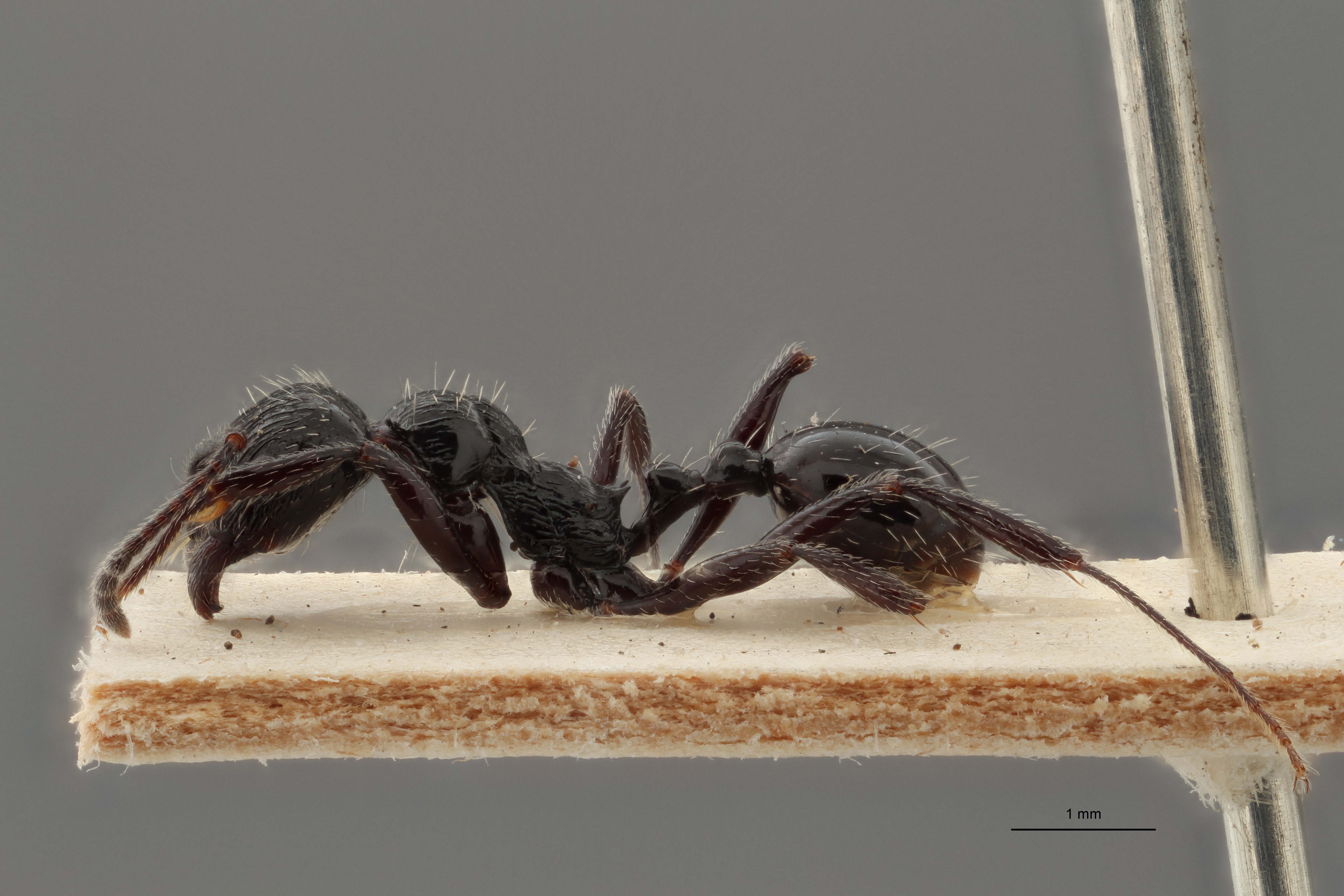 B044 Stenamma (Aphaenogaster) sagei Lateral ZS PMax.jpg