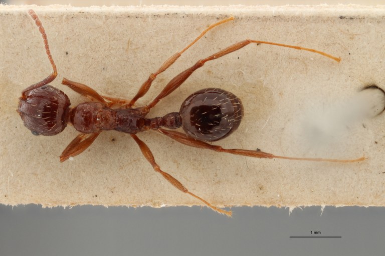 B043 Stenamma (Aphaenogaster) smythiesi Dorsal ZS PMax.jpg B043 Stenamma (Aphaenogaster) smythiesi Dorsal ZS PMax.jpg