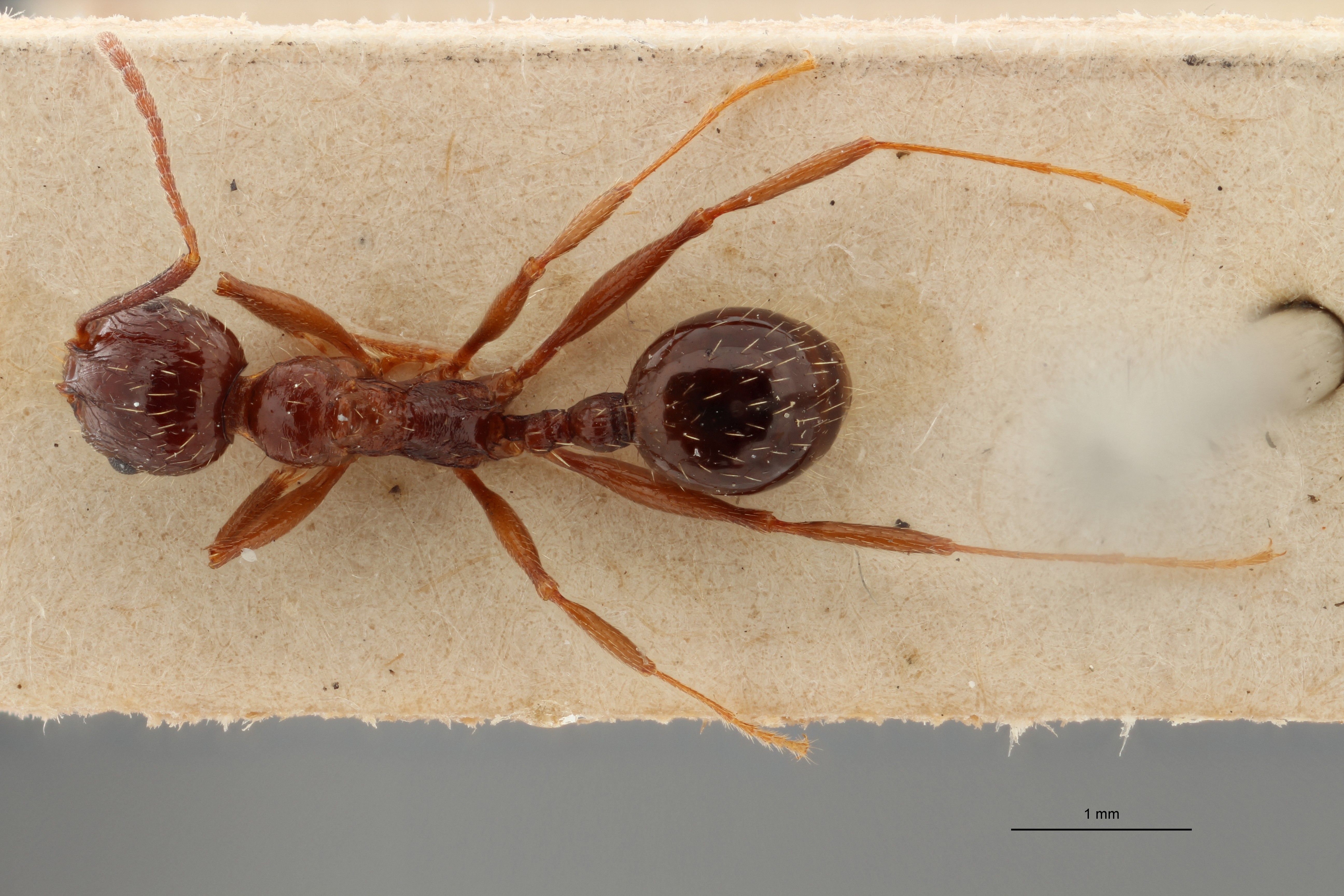 B043 Stenamma (Aphaenogaster) smythiesi Dorsal ZS PMax.jpg