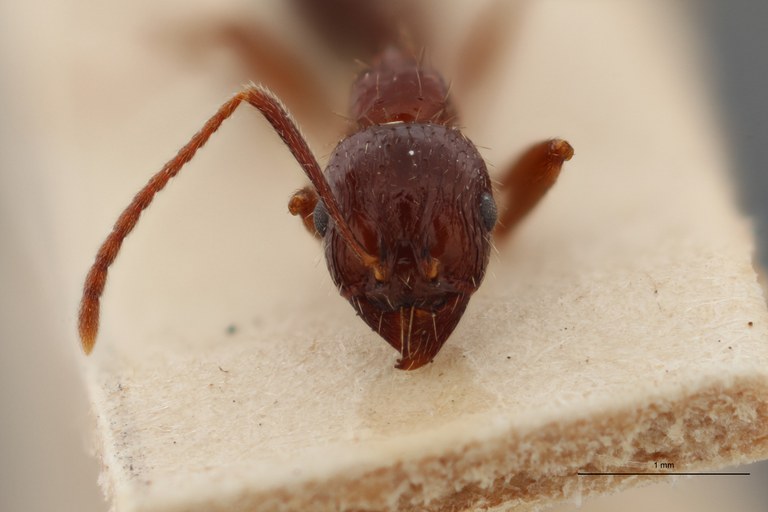 B043 Stenamma (Aphaenogaster) smythiesi Frontal ZS PMax.jpg B043 Stenamma (Aphaenogaster) smythiesi Frontal ZS PMax.jpg
