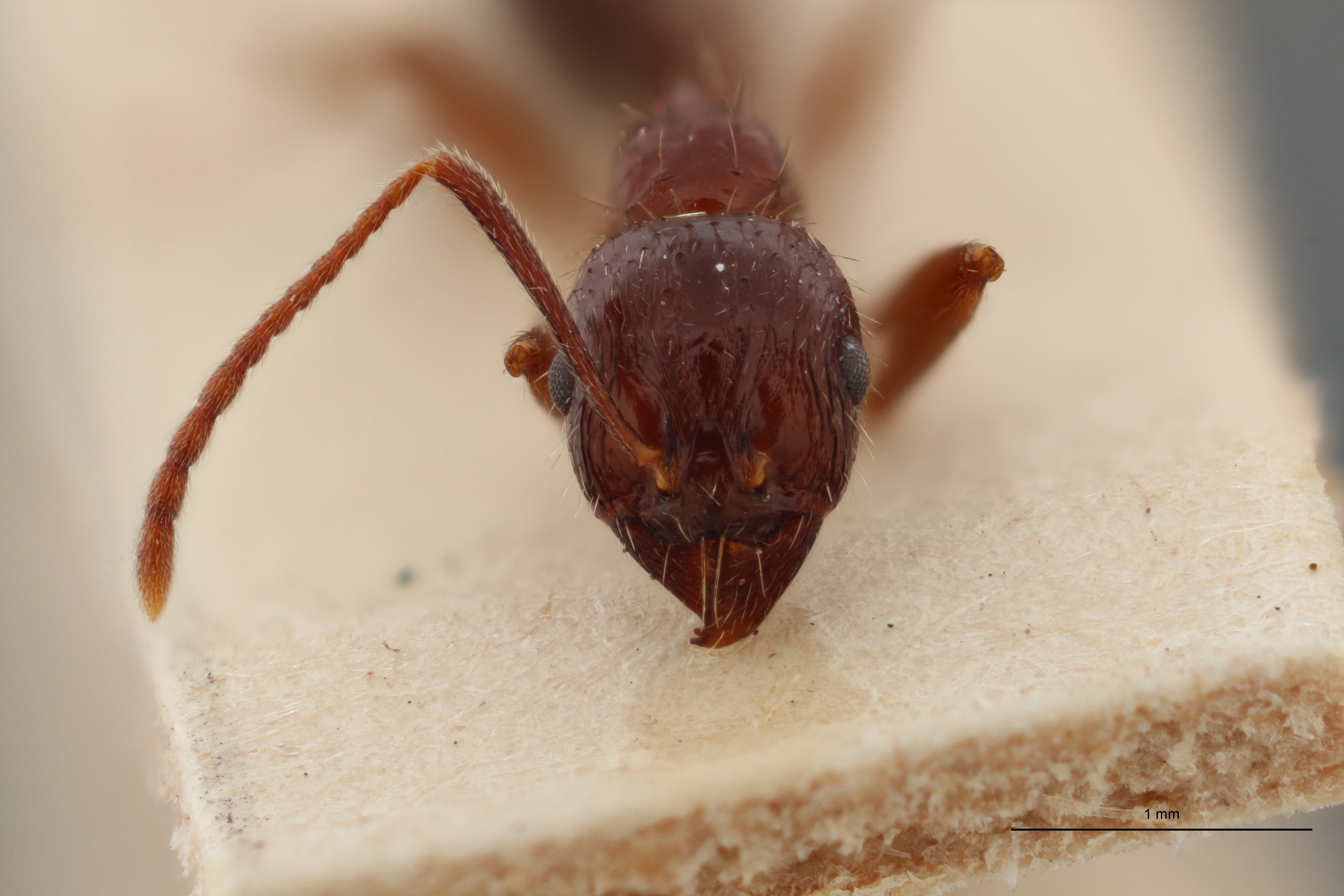 B043 Stenamma (Aphaenogaster) smythiesi Frontal ZS PMax.jpg