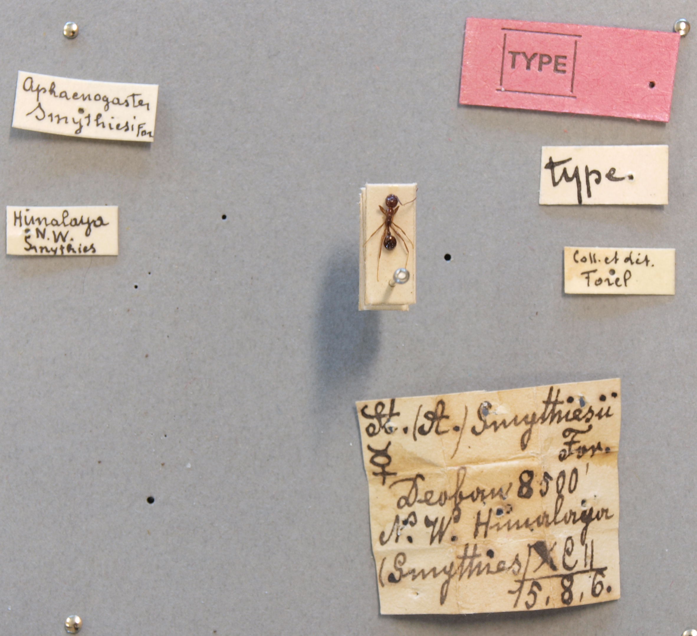 B043 Stenamma (Aphaenogaster) smythiesi Labels.JPG