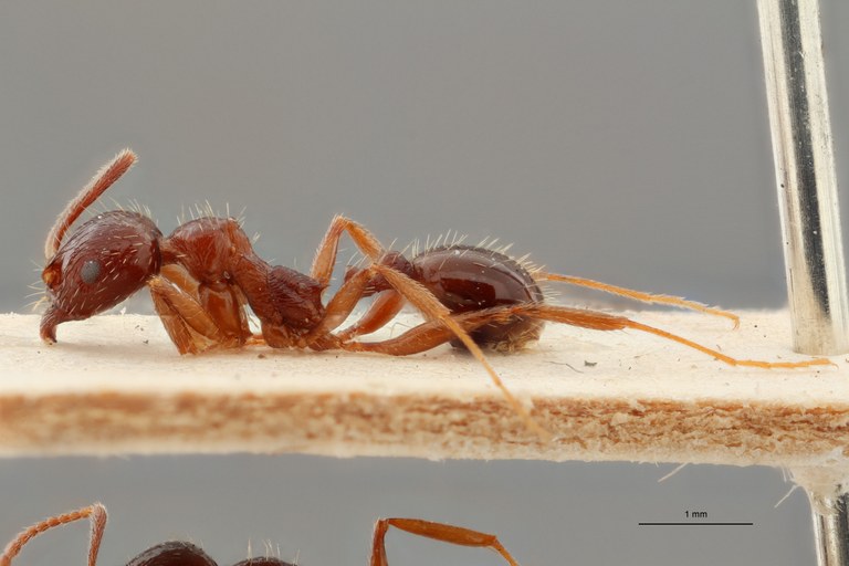 B043 Stenamma (Aphaenogaster) smythiesi Lateral ZS PMax.jpg B043 Stenamma (Aphaenogaster) smythiesi Lateral ZS PMax.jpg