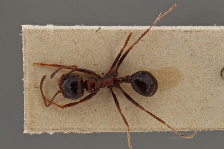 B119 Stenamma barbarum capitatum mediorubra Dorsal ZS PMax.jpg
