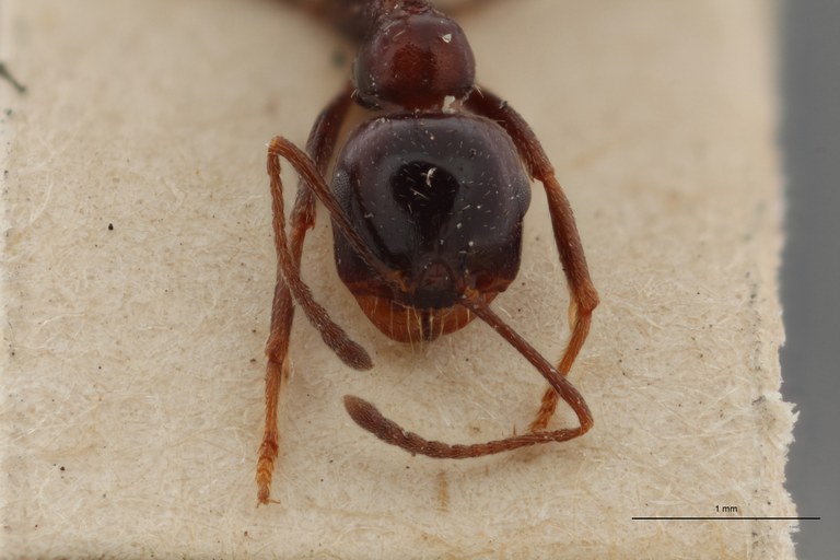 B119 Stenamma barbarum capitatum mediorubra Frontal ZS PMax.jpg