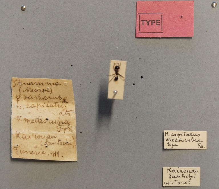 B119 Stenamma barbarum capitatum mediorubra Labels.JPG