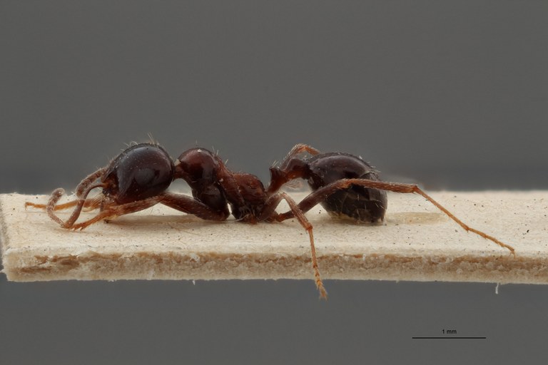 B119 Stenamma barbarum capitatum mediorubra Lateral ZS PMax.jpg