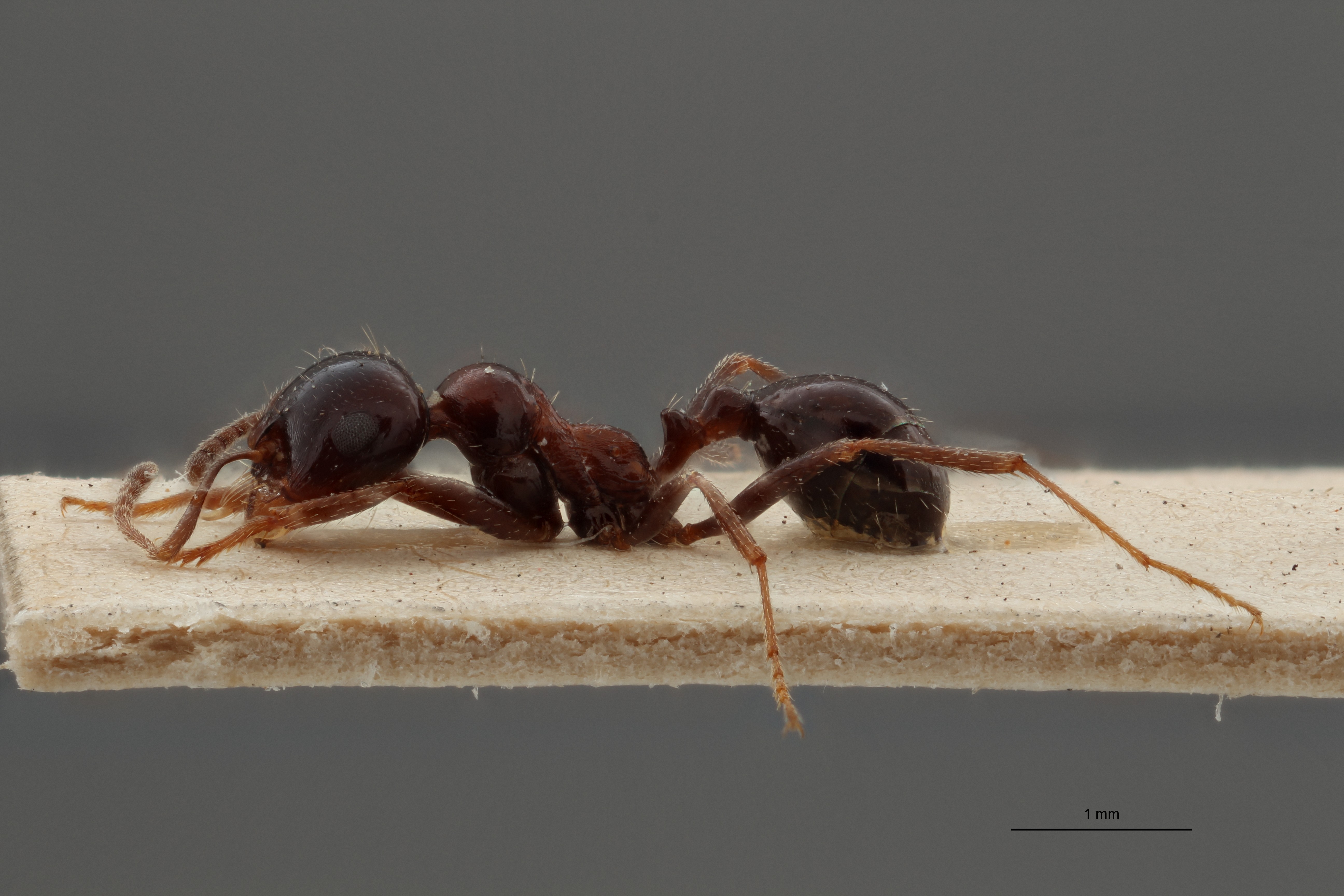 B119 Stenamma barbarum capitatum mediorubra Lateral ZS PMax.jpg