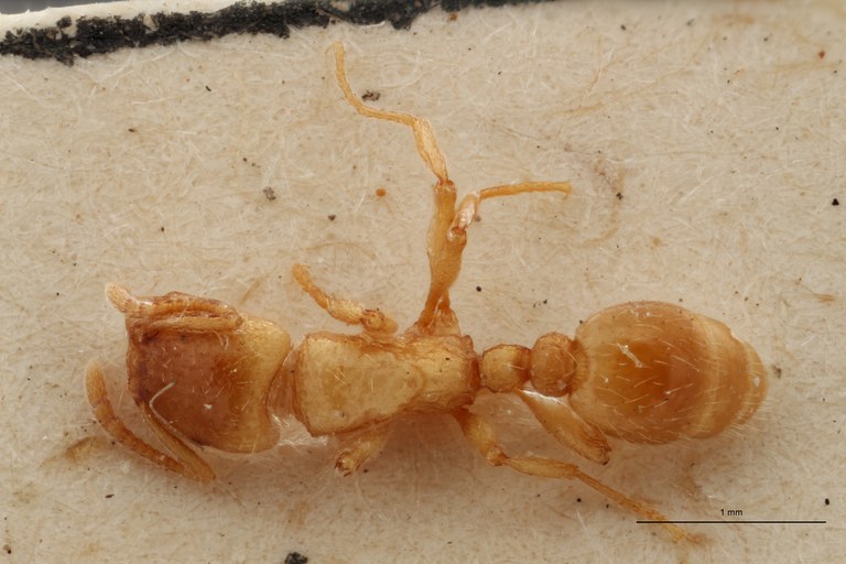 B104 Strongylognathus alpinus Dorsal ZS PMax.jpg
