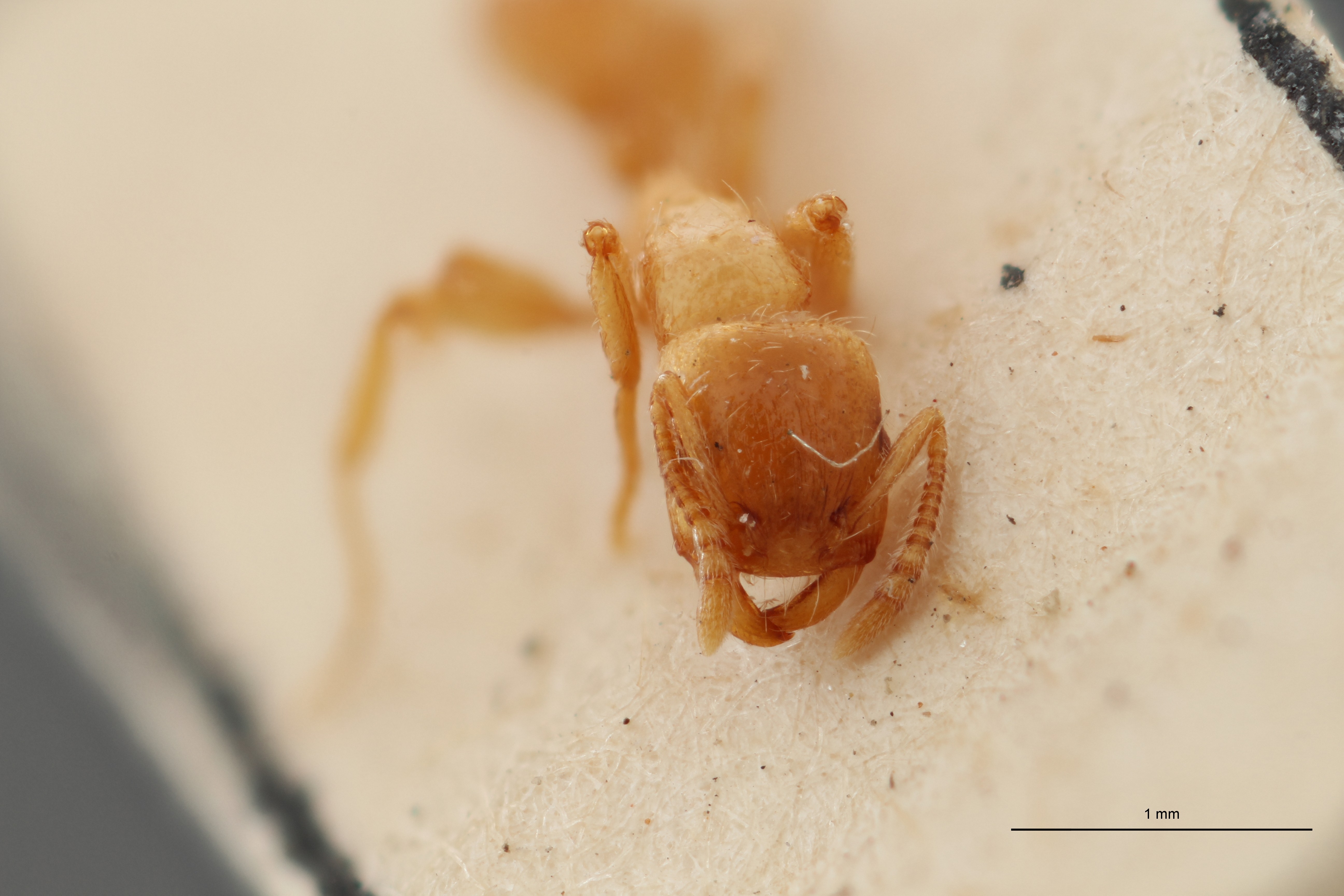 B104 Strongylognathus alpinus Frontal ZS PMax.jpg