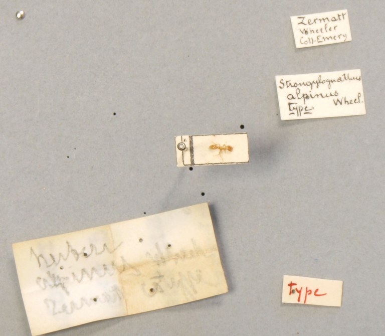 B104 Strongylognathus alpinus Labels.JPG
