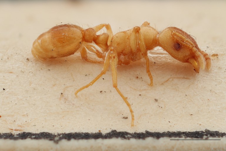 B104 Strongylognathus alpinus Lateral ZS PMax.jpg