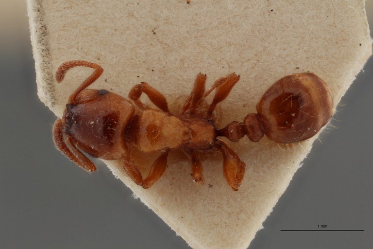 B105 Strongylognathus cecconi Dorsal ZS PMax.jpg