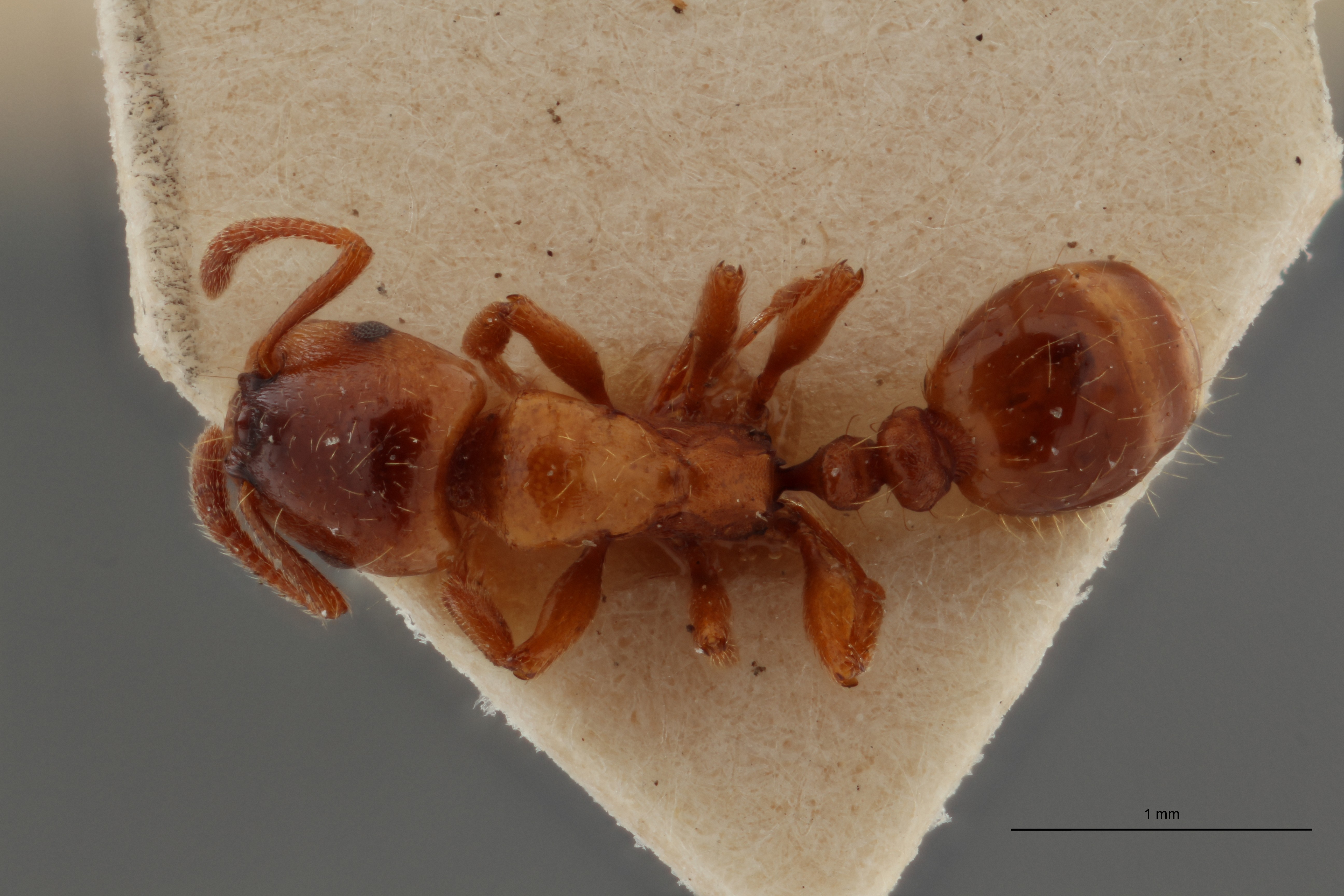 B105 Strongylognathus cecconi Dorsal ZS PMax.jpg