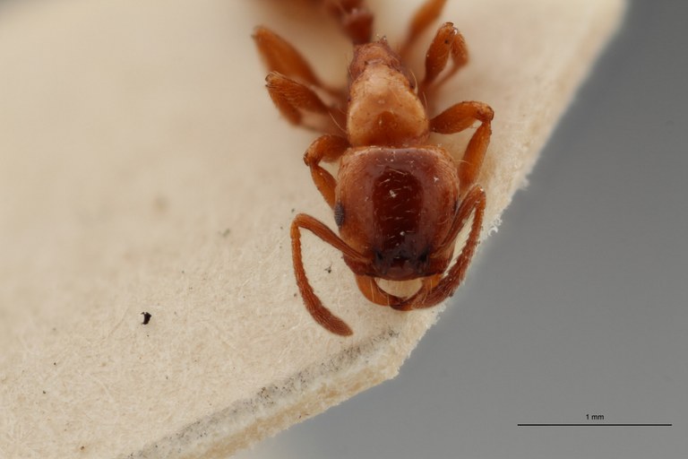 B105 Strongylognathus cecconi Frontal ZS PMax.jpg