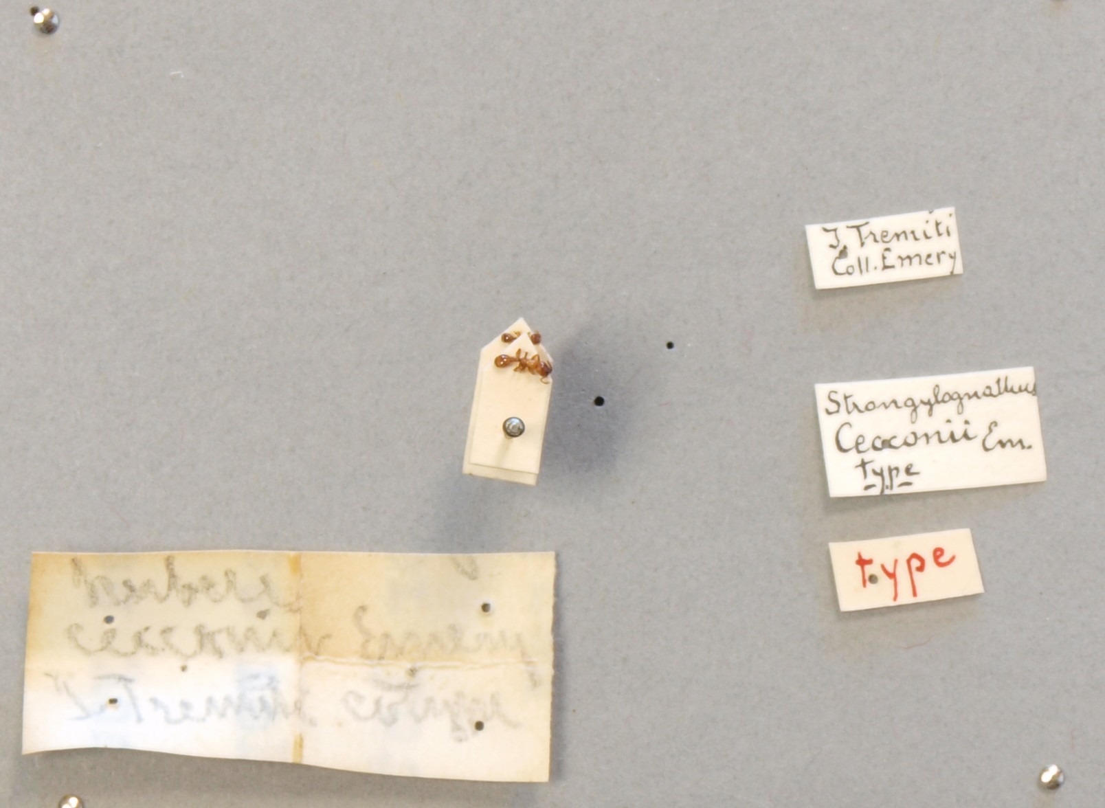 B105 Strongylognathus cecconi Labels.JPG