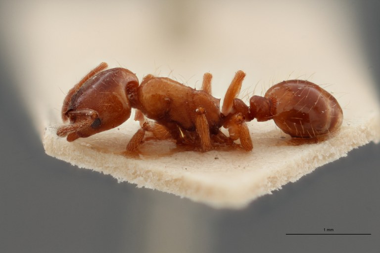 B105 Strongylognathus cecconi Lateral ZS PMax.jpg