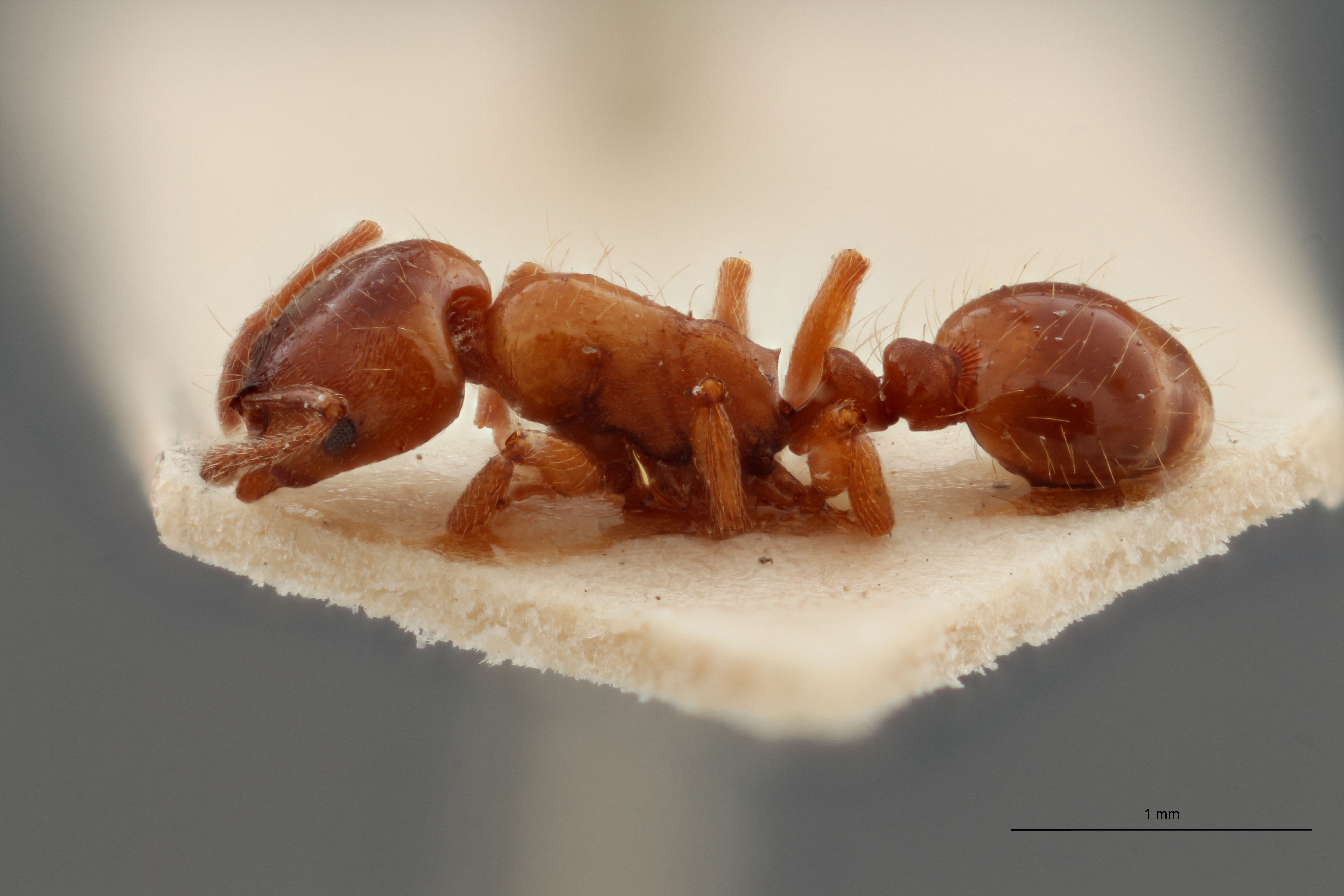 B105 Strongylognathus cecconi Lateral ZS PMax.jpg