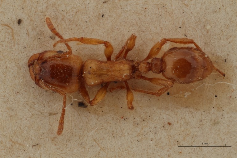 B102 Strongylognathus christophi Em var. kehbinderi Dorsal ZS PMax.jpg B102 Strongylognathus christophi Em var. kehbinderi Dorsal ZS PMax.jpg