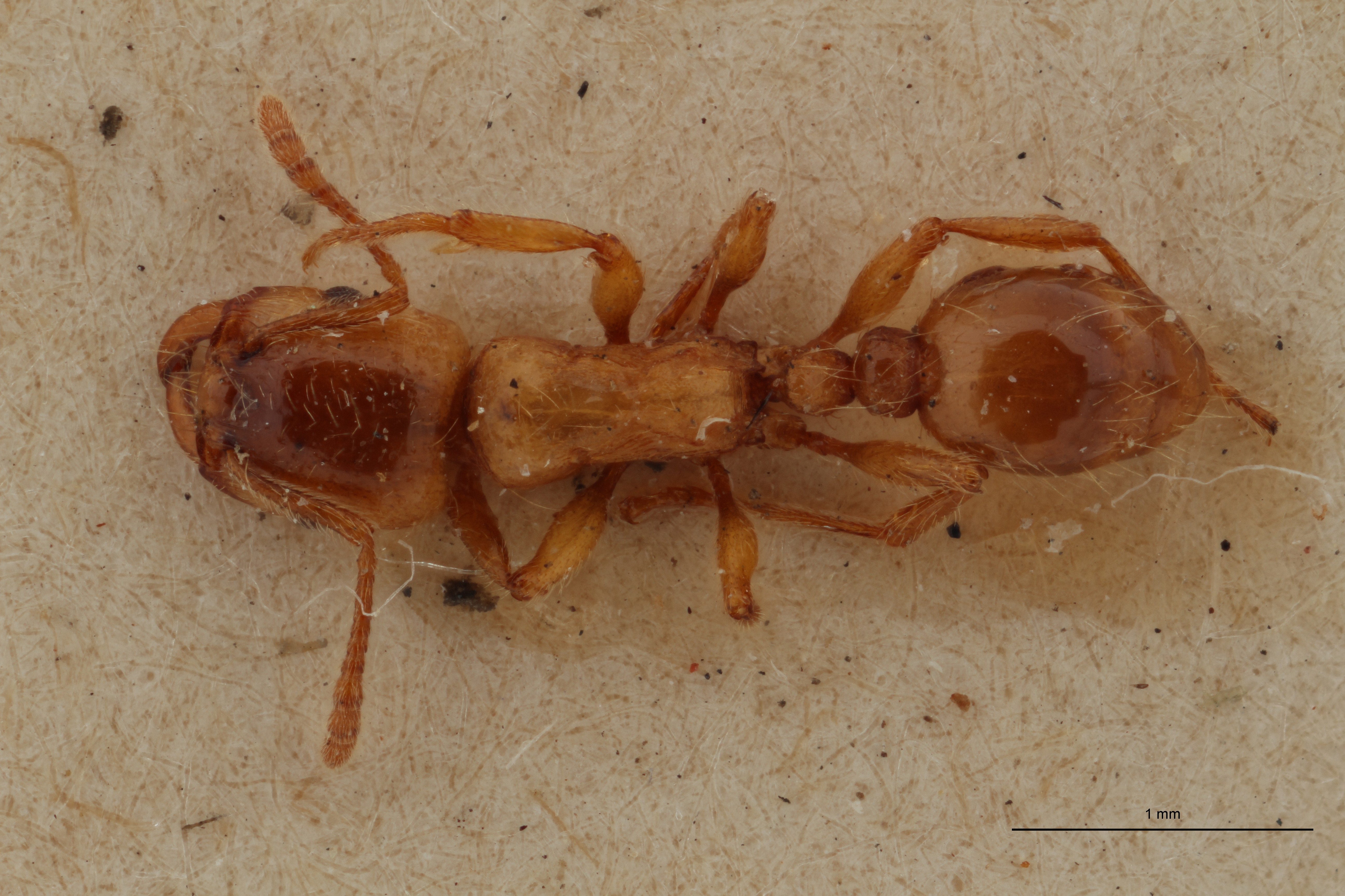 B102 Strongylognathus christophi Em var. kehbinderi Dorsal ZS PMax.jpg