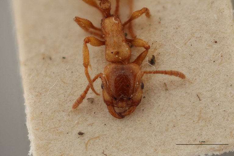 B102 Strongylognathus christophi Em var. kehbinderi Frontal ZS PMax.jpg B102 Strongylognathus christophi Em var. kehbinderi Frontal ZS PMax.jpg