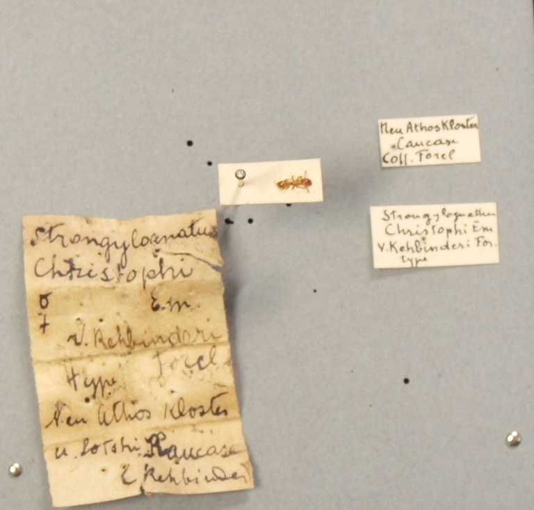 B102 Strongylognathus christophi Em var. kehbinderi Labels.JPG B102 Strongylognathus christophi Em var. kehbinderi Labels.JPG