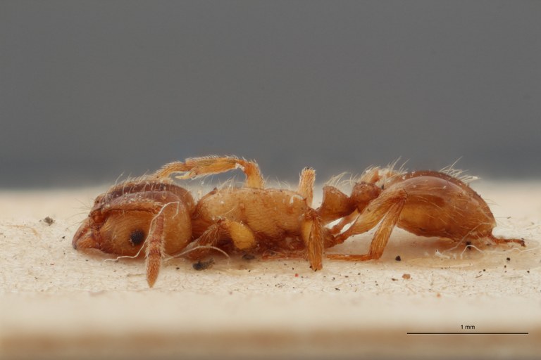 B102 Strongylognathus christophi Em var. kehbinderi Lateral ZS PMax.jpg B102 Strongylognathus christophi Em var. kehbinderi Lateral ZS PMax.jpg