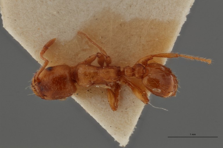 B103 Strongylognathus foreli Dorsal ZS PMax.jpg