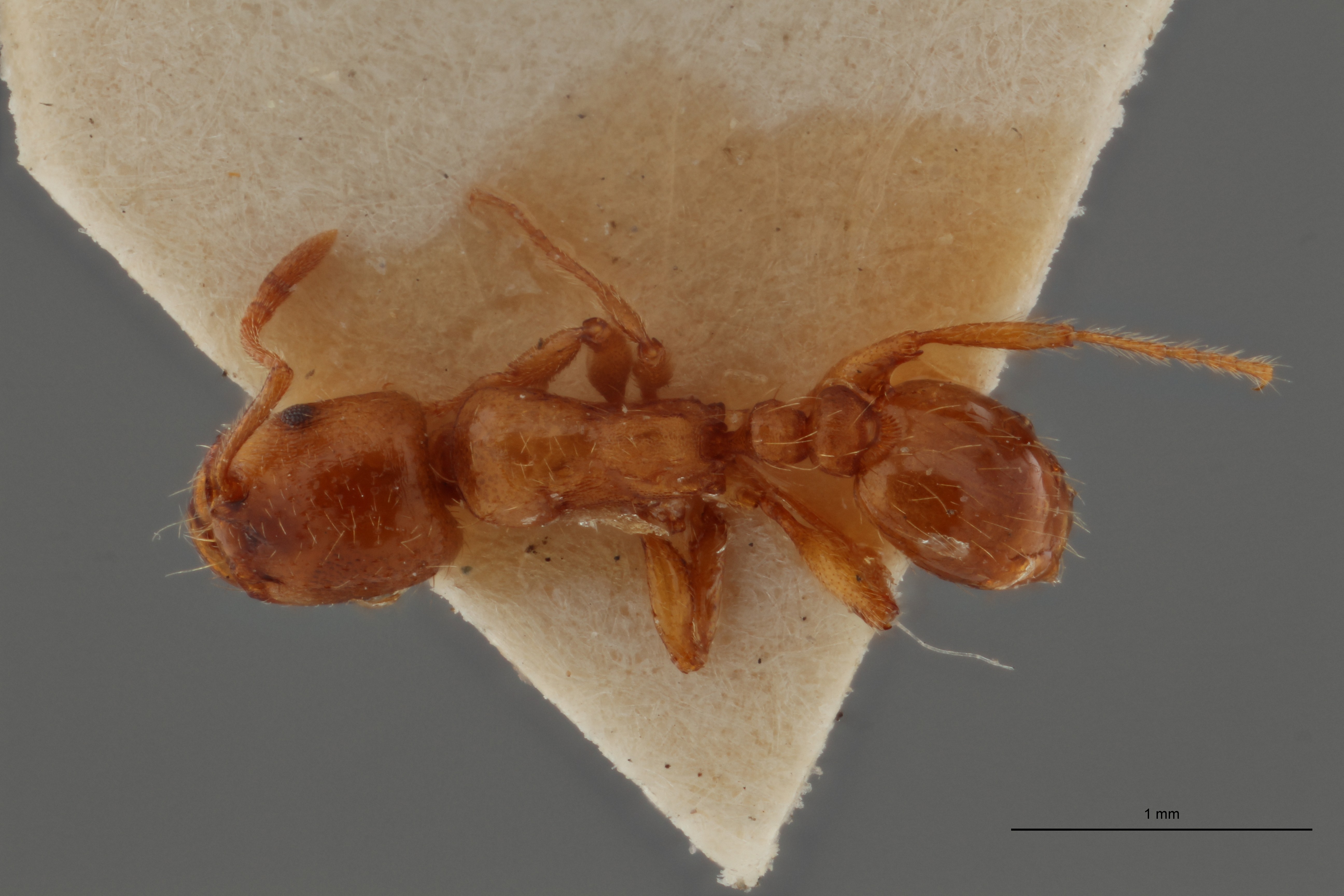 B103 Strongylognathus foreli Dorsal ZS PMax.jpg
