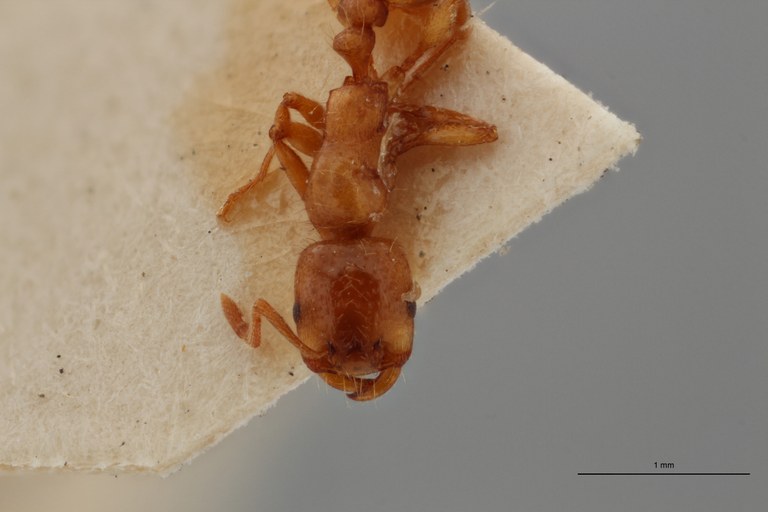 B103 Strongylognathus foreli Frontal ZS PMax.jpg