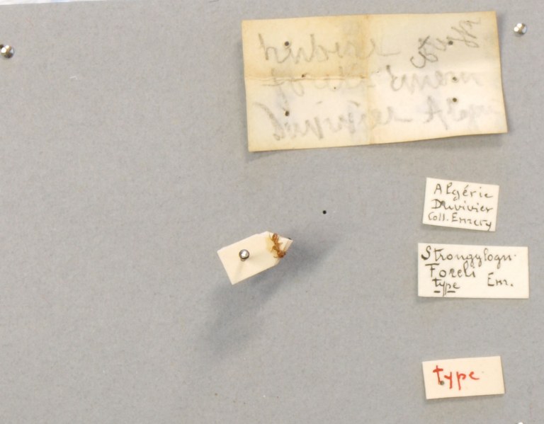 B103 Strongylognathus foreli Labels.JPG