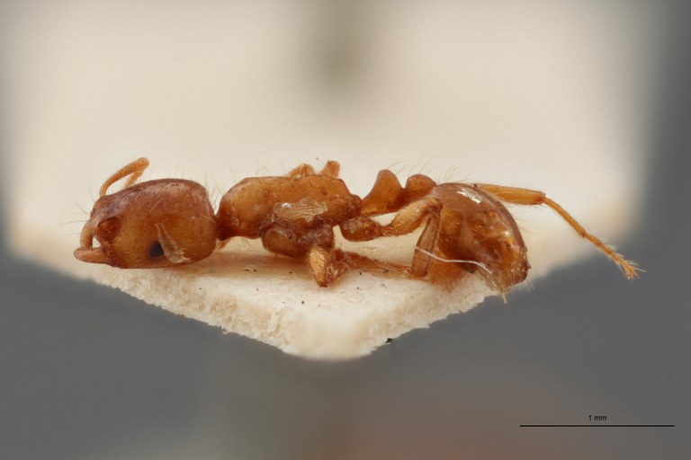 B103 Strongylognathus foreli Lateral ZS PMax.jpg