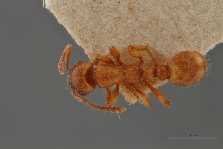 B101 Strongylognathus huberi Dorsal ZS PMax.jpg B101 Strongylognathus huberi Dorsal ZS PMax.jpg